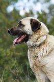 KANGAL 050